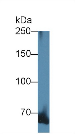 Polyclonal Antibody to Alpha Adducin (ADD1)