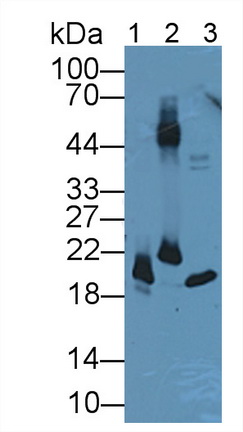 Polyclonal Antibody to Anterior Gradient 2 (AGR2)