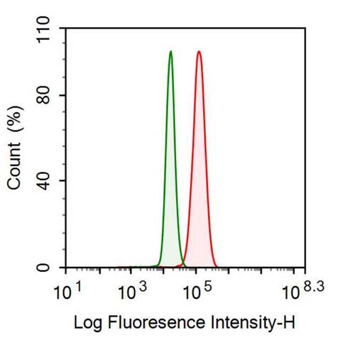 Polyclonal Antibody to Ionized Calcium-binding Adapter Molecule 1 (IBA1)