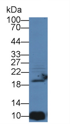 Polyclonal Antibody to Ionized Calcium-binding Adapter Molecule 1 (IBA1)