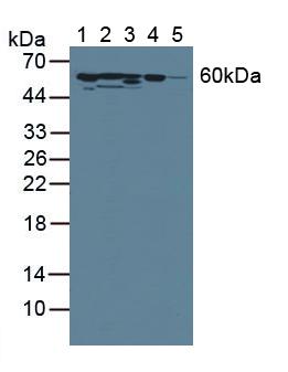 Polyclonal Antibody to Antithrombin (AT)