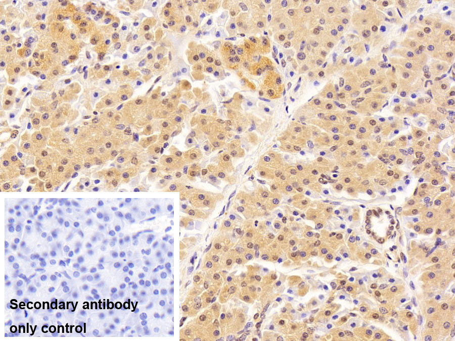 Polyclonal Antibody to Nuclear Mitotic Apparatus Protein 1 (NUMA1)