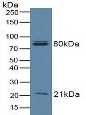 Polyclonal Antibody to Bcl2 Associated Death Promoter (BAD)