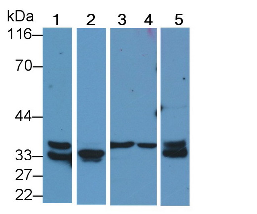 Polyclonal Antibody to Caspase 6 (CASP6)