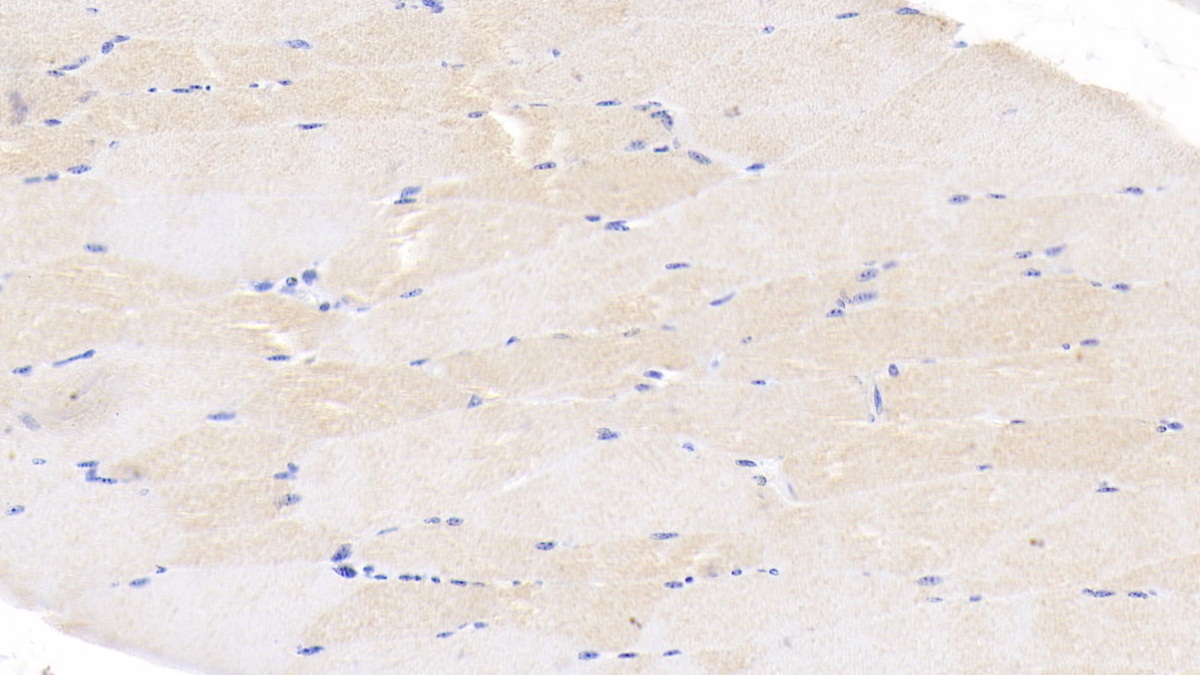 Polyclonal Antibody to Caspase 6 (CASP6)