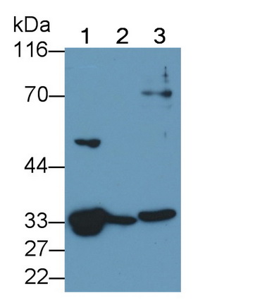 Polyclonal Antibody to Caspase 6 (CASP6)