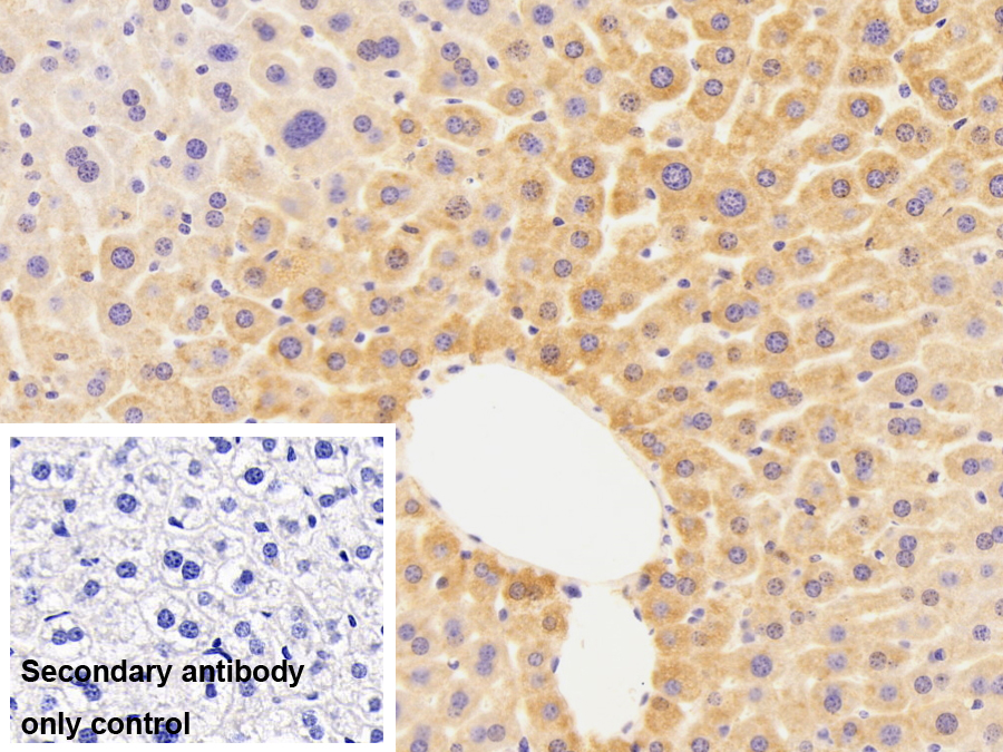 Polyclonal Antibody to Heat Shock 70kDa Protein 5 (HSPA5)
