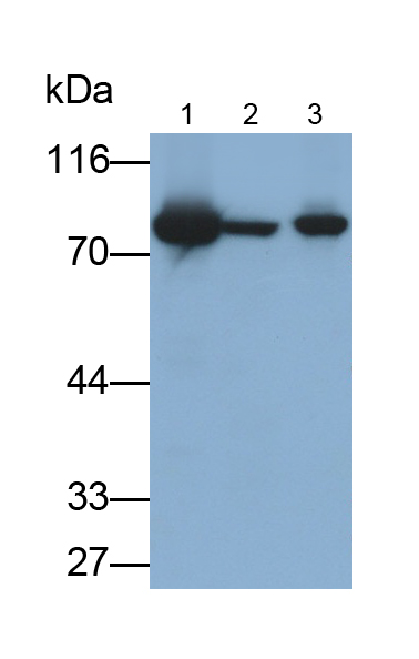 Polyclonal Antibody to Heat Shock 70kDa Protein 5 (HSPA5)