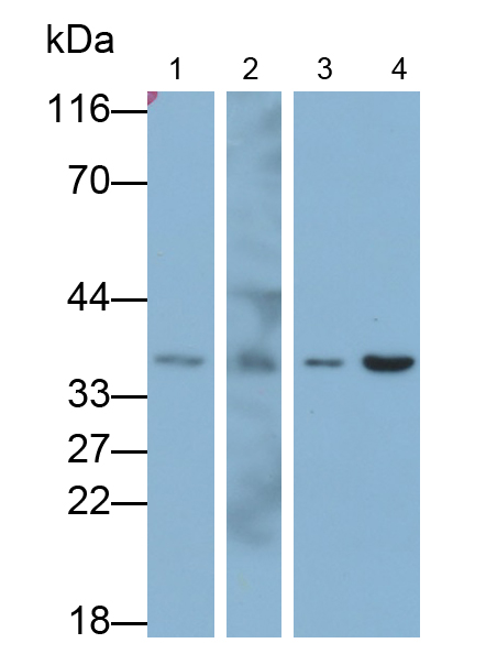 Polyclonal Antibody to Calcium Modulating Ligand (CAMLG)