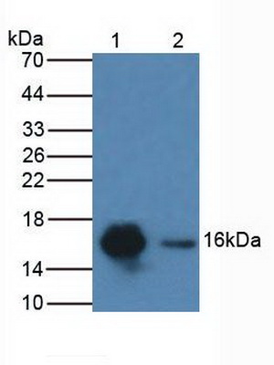Polyclonal Antibody to Cytidine Deaminase (CDA)