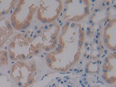 Polyclonal Antibody to Cryptochrome 1 (CRY1)