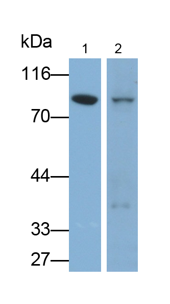 Polyclonal Antibody to Cullin 1 (CUL1)