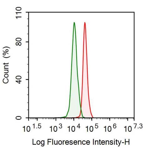 Polyclonal Antibody to Catalase (CAT)