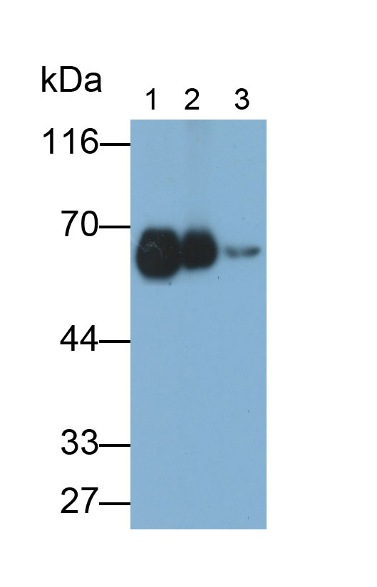 Polyclonal Antibody to Catalase (CAT)