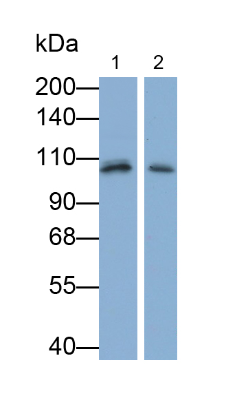 Polyclonal Antibody to Dentin Sialophosphoprotein (DSPP)