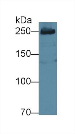 Polyclonal Antibody to Fatty Acid Synthase (FASN)