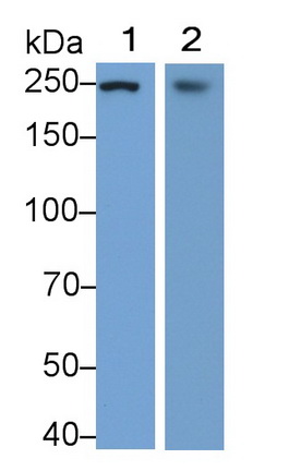 Polyclonal Antibody to Fatty Acid Synthase (FASN)