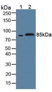 Polyclonal Antibody to Fibulin 1 (FBLN1)