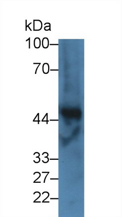 Polyclonal Antibody to Fibrinogen Gamma (FGg)