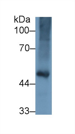 Polyclonal Antibody to Fibrinogen Gamma (FGg)