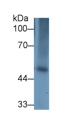 Polyclonal Antibody to Fibrinogen Gamma (FGg)