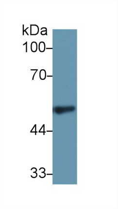 Polyclonal Antibody to Fibrinogen Gamma (FGg)