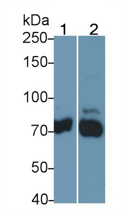 Polyclonal Antibody to Furin (FUR)