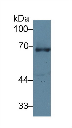 Polyclonal Antibody to Granulin (GRN)