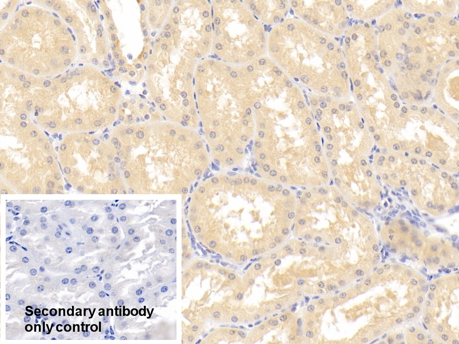 Polyclonal Antibody to Granulin (GRN)