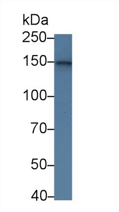 Polyclonal Antibody to High Density Lipoprotein Binding Protein (HDLBP)