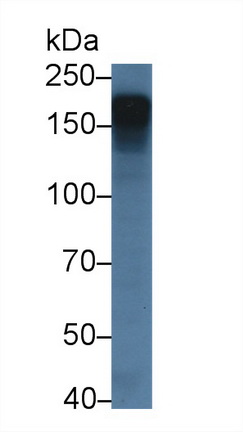Polyclonal Antibody to High Density Lipoprotein Binding Protein (HDLBP)