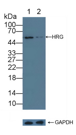 Polyclonal Antibody to Histidine Rich Glycoprotein (HRG)
