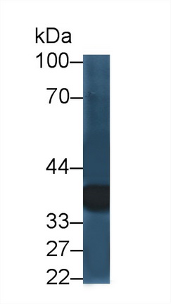 Polyclonal Antibody to Legumain (LGMN)