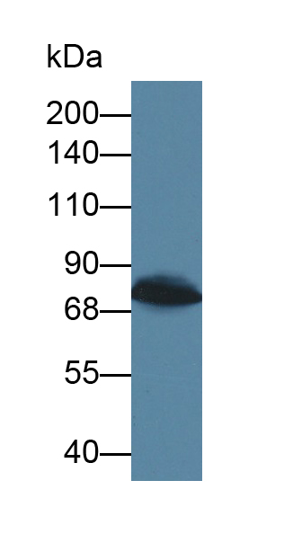 Polyclonal Antibody to Leucine Rich Repeats And Death Domain Containing Protein (LRDD)
