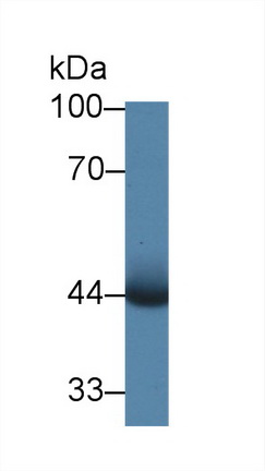 Polyclonal Antibody to Pim-1 Oncogene (PIM1)