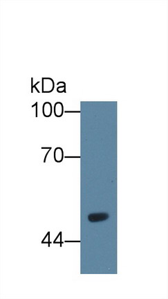 Polyclonal Antibody to Vanin 1 (VNN1)