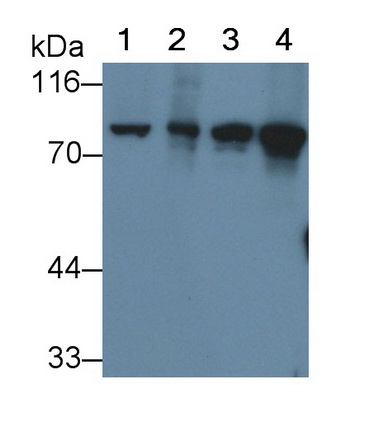 Polyclonal Antibody to Valosin Containing Protein (VCP)