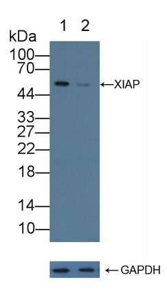 Polyclonal Antibody to X-linked Inhibitor Of Apoptosis Protein (XIAP)