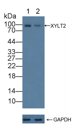 Polyclonal Antibody to Xylosyltransferase II (XYLT2)