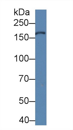 Polyclonal Antibody to Xanthine Dehydrogenase (XDH)