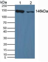 Polyclonal Antibody to Xanthine Dehydrogenase (XDH)