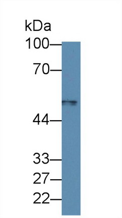 Polyclonal Antibody to Macrophage Receptor With Collagenous Structure (MARCO)