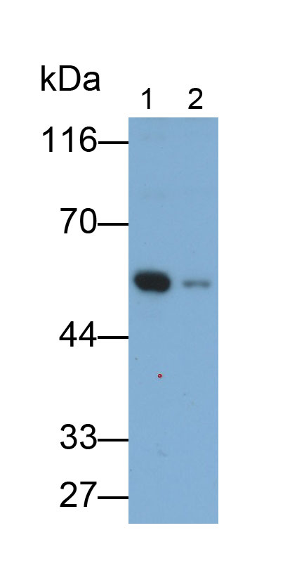 Polyclonal Antibody to Macrophage Receptor With Collagenous Structure (MARCO)