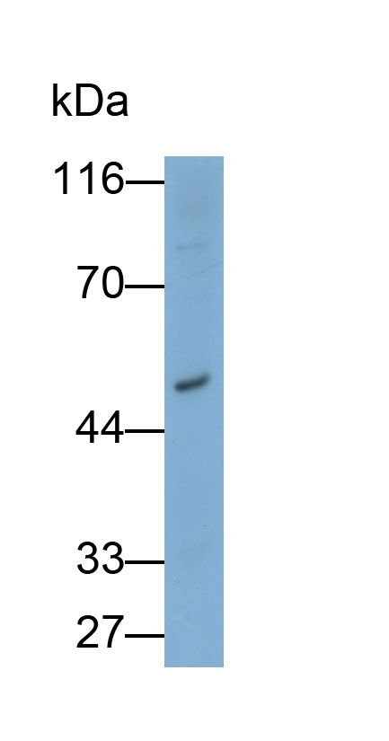 Polyclonal Antibody to Macrophage Receptor With Collagenous Structure (MARCO)