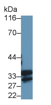 Polyclonal Antibody to Induced Myeloid Leukemia Cell Differentiation Protein Mcl-1 (MCL1)