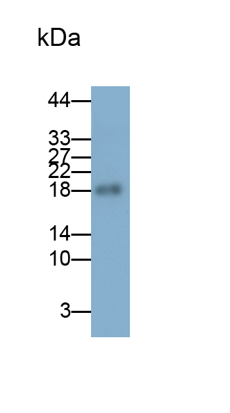 Polyclonal Antibody to Microfibrillar Associated Protein 2 (MFAP2)