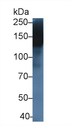 Polyclonal Antibody to Multimerin 1 (MMRN1)