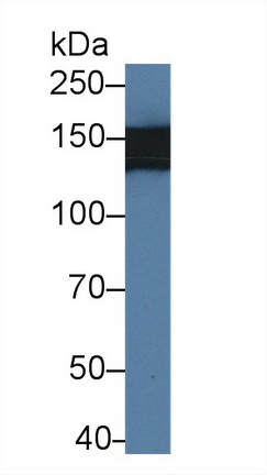 Polyclonal Antibody to Multimerin 1 (MMRN1)