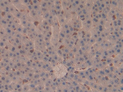 Polyclonal Antibody to Moesin (MSN)