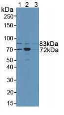 Polyclonal Antibody to N-Ethylmaleimide Sensitive Factor (NSF)